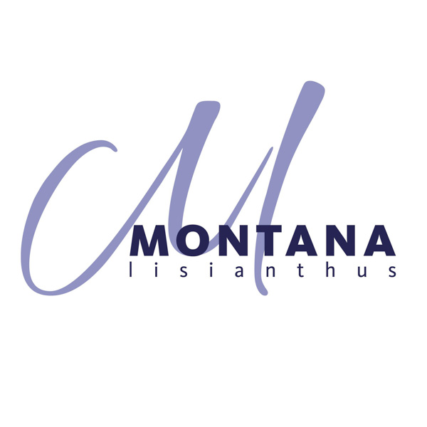 Montana Lisianthus