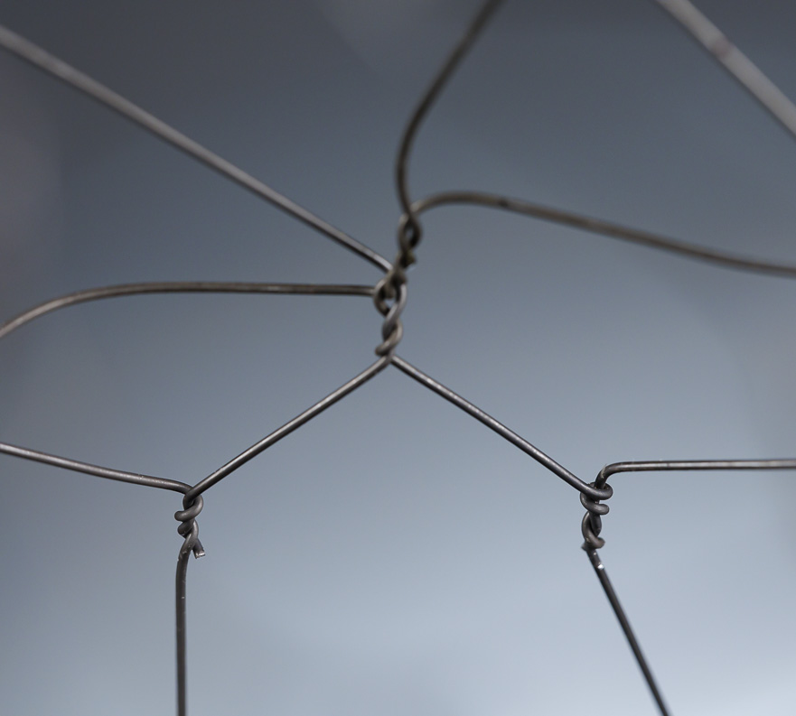 “Purple moon” Lunaria 