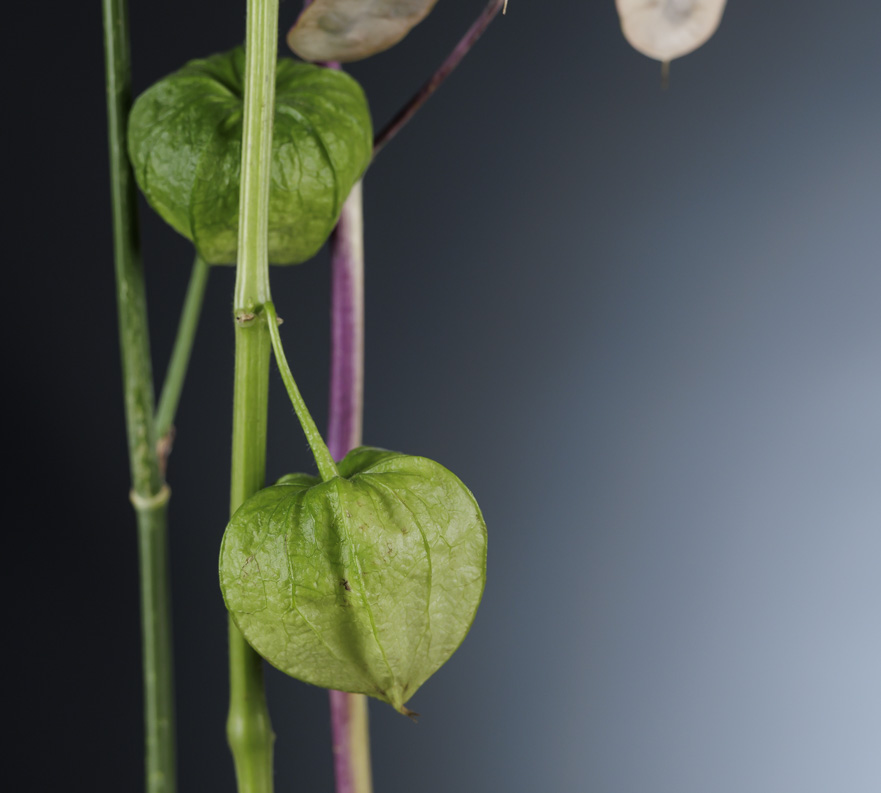 “Purple moon” Lunaria 