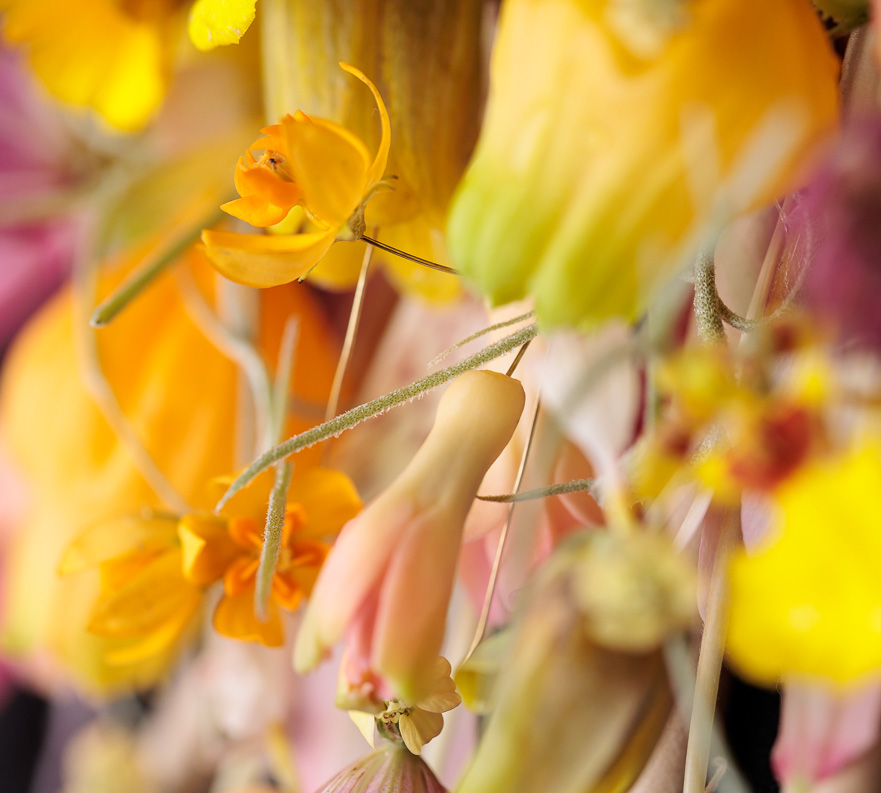 Radiant petals