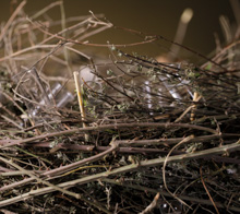Thyme nest
