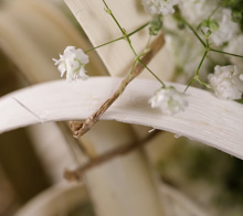 Gypsophila and rings of union