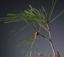 Pinus cylinder